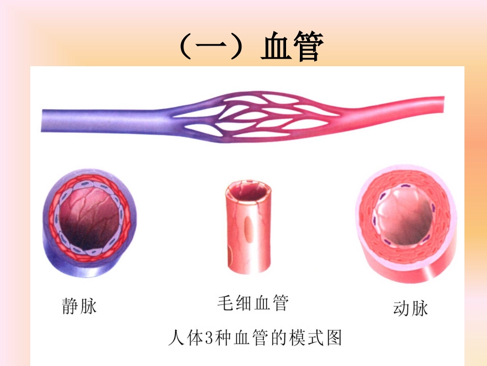二）血液循环系_第3页
