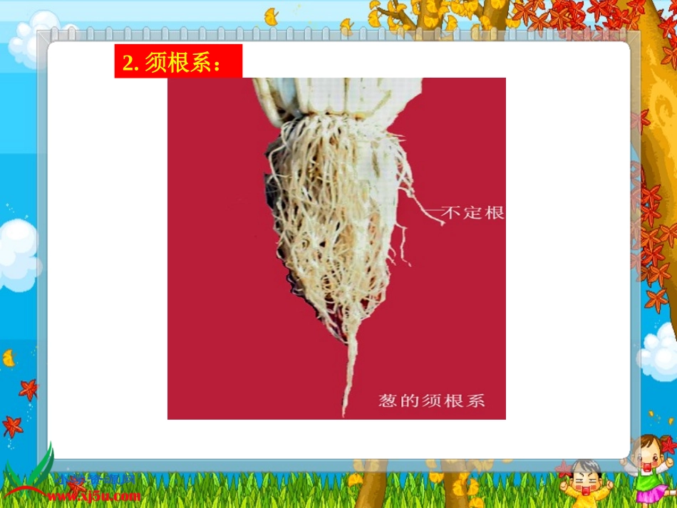 植物的根————安淑芝_第3页