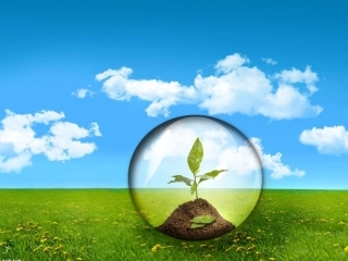 植物的根————安淑芝