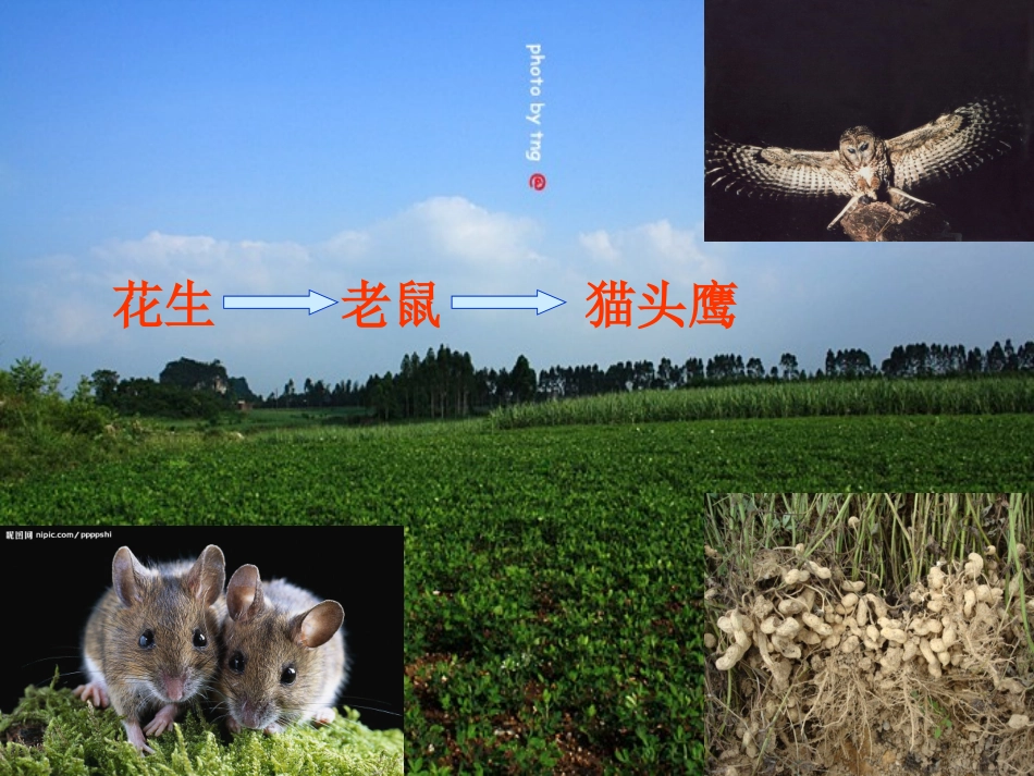 《有趣的食物链》课件_第2页