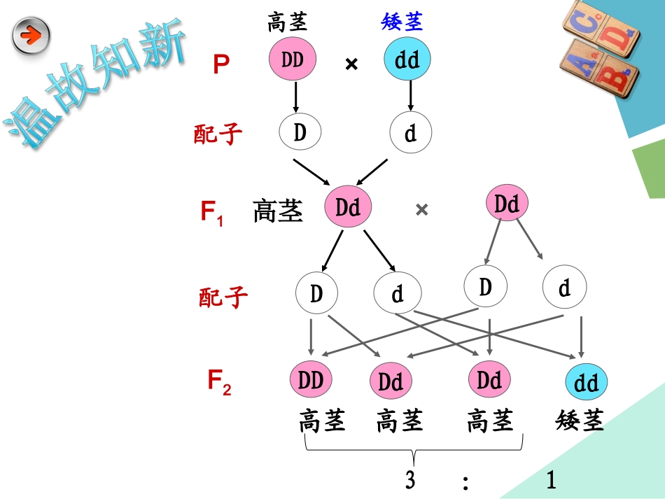 孟德尔（二）_第1页
