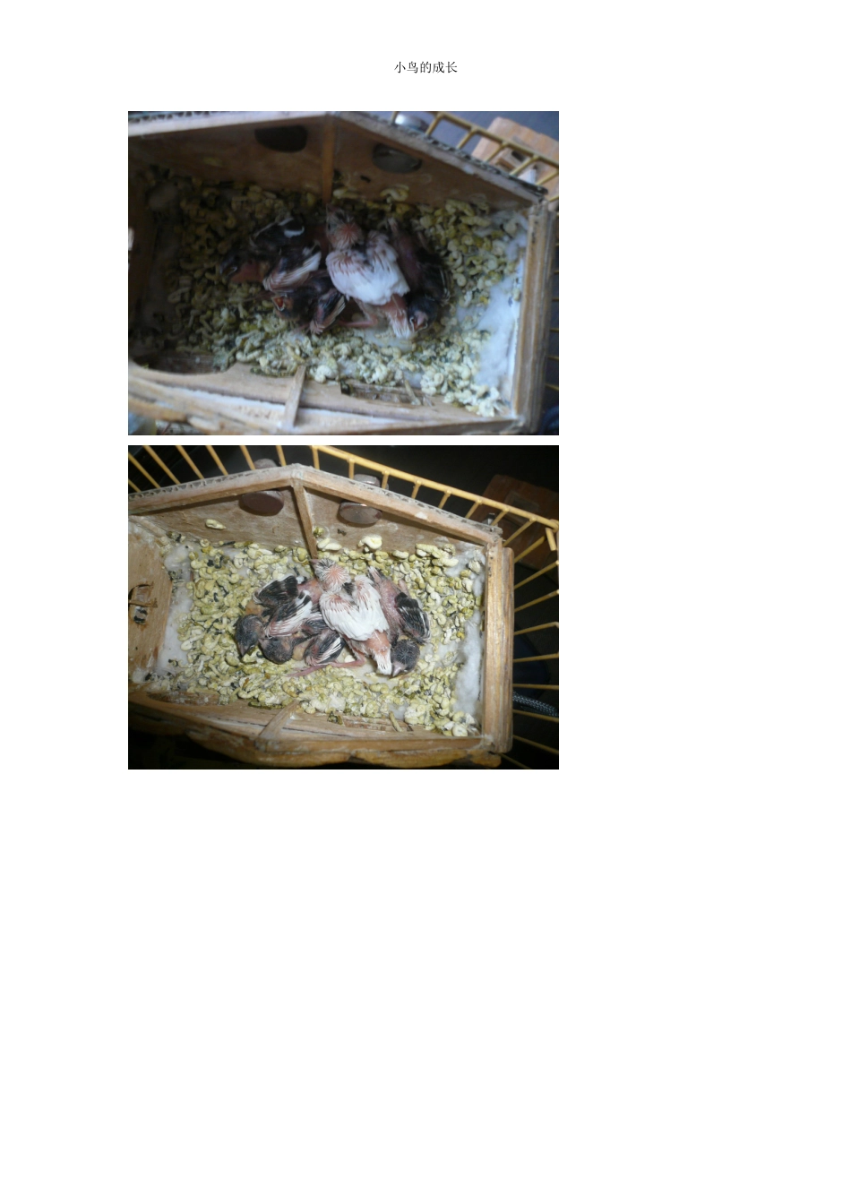 小鸟的成长、_第2页
