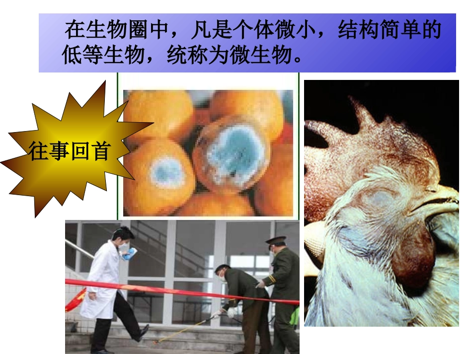 微生物在生物圈中的作用_第2页