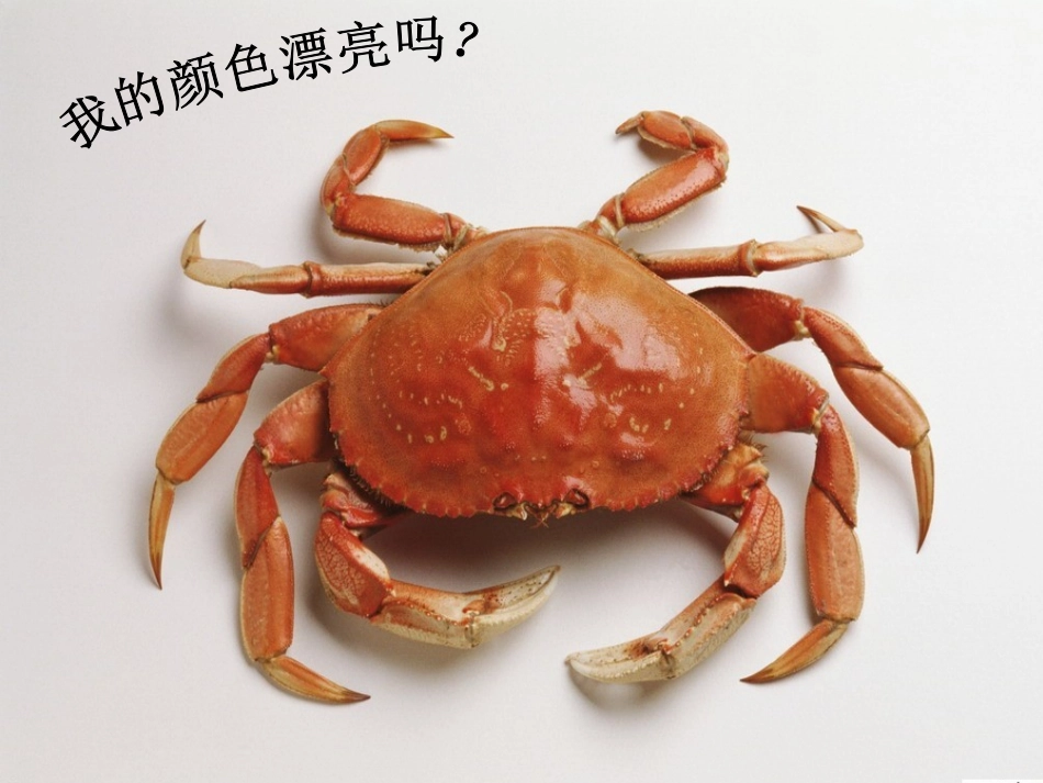 调皮的小螃蟹自制PPT_第2页