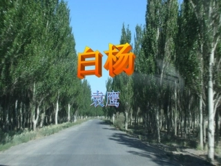 白杨（桂花小学李丽君）