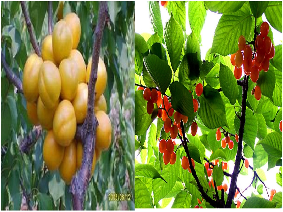 《猴子种果树》第一课时课件_第2页