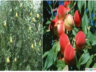 《猴子种果树》第一课时课件