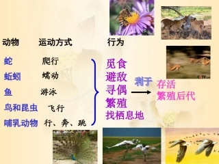（定）动物的运动