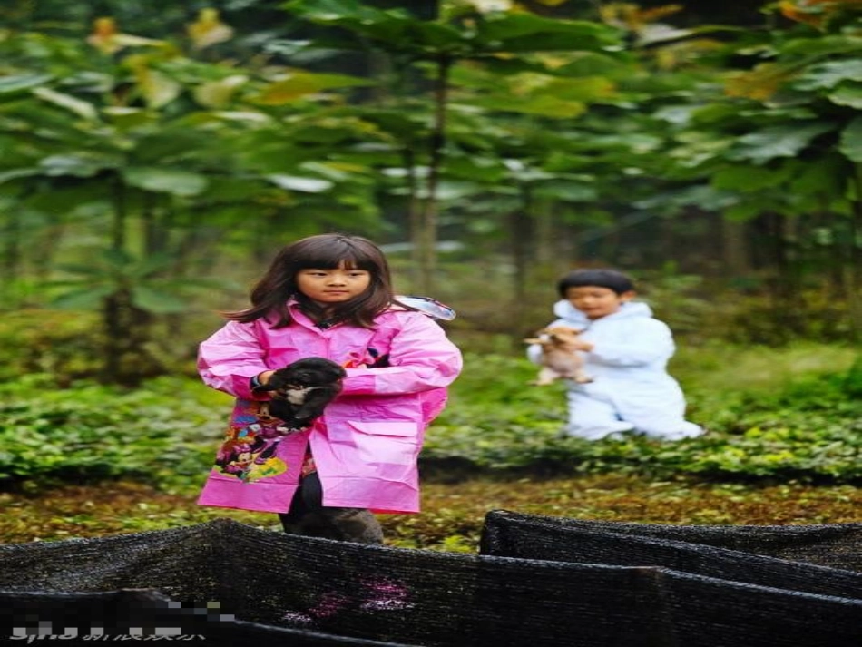 我喜欢的动物作文教学_第2页