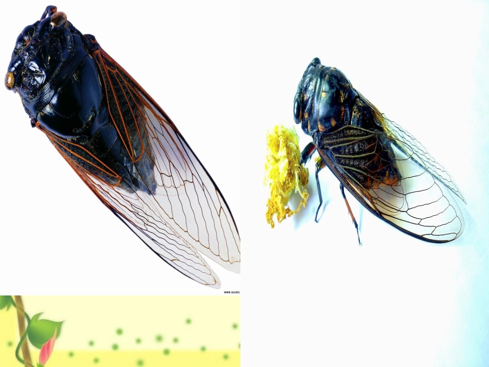 诵读欣赏蝉等_第3页