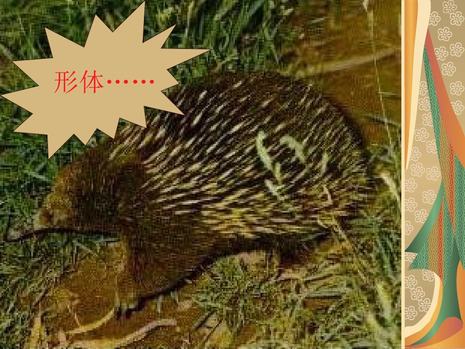 珍奇的稀有动物-----针鼹_第3页