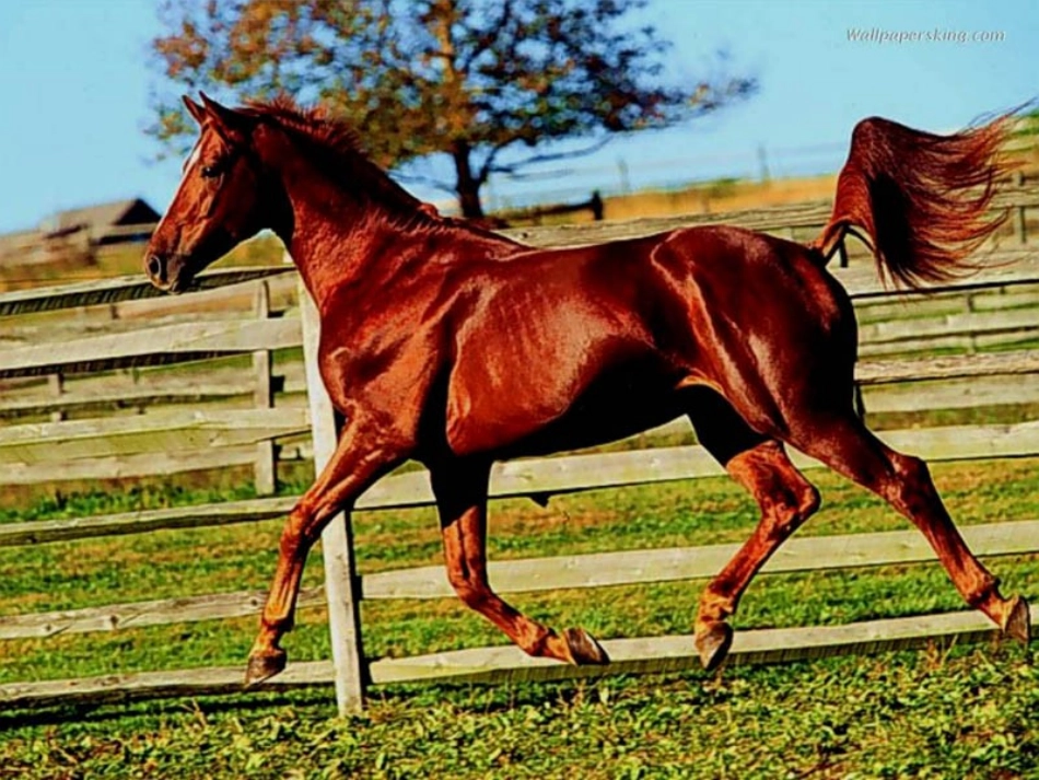 （精品）《马说》课件_第2页