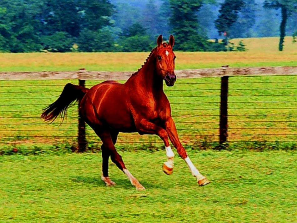 （精品）《马说》课件_第3页