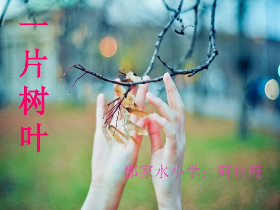 《一片树叶》何丽霞课件_第1页
