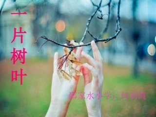 《一片树叶》何丽霞课件
