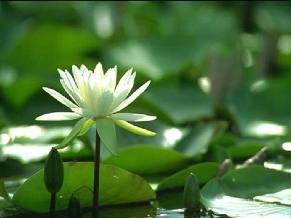 精美荷花模板_第1页