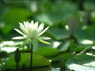 精美荷花模板