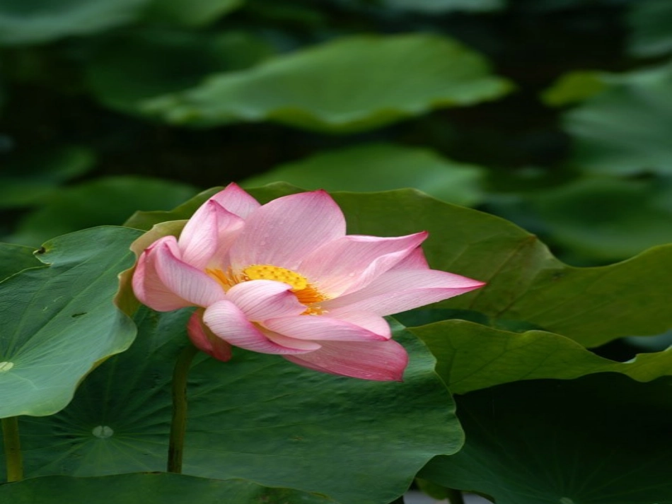 《荷塘旧事》教学课件一_第3页