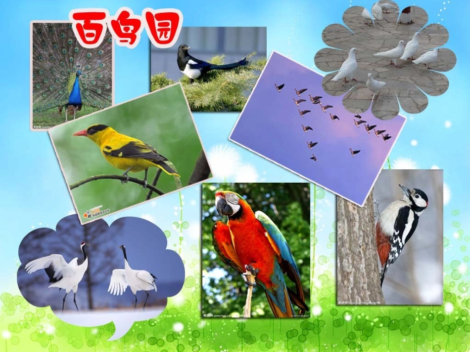父亲和鸟（二）教学课件_第3页