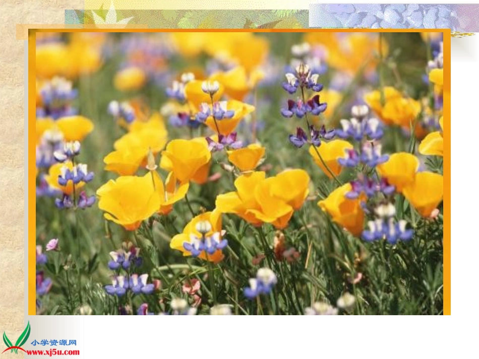 苏教版小学科学三年级上册《寻找有生命的物体》PPT课件_第3页