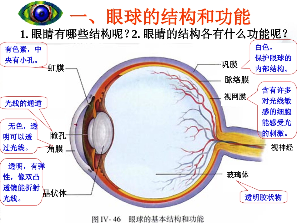 第一节人体对外界环境的感知_第3页
