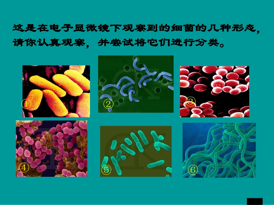 细菌的控制和利用_第3页