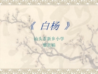 小白杨PPT