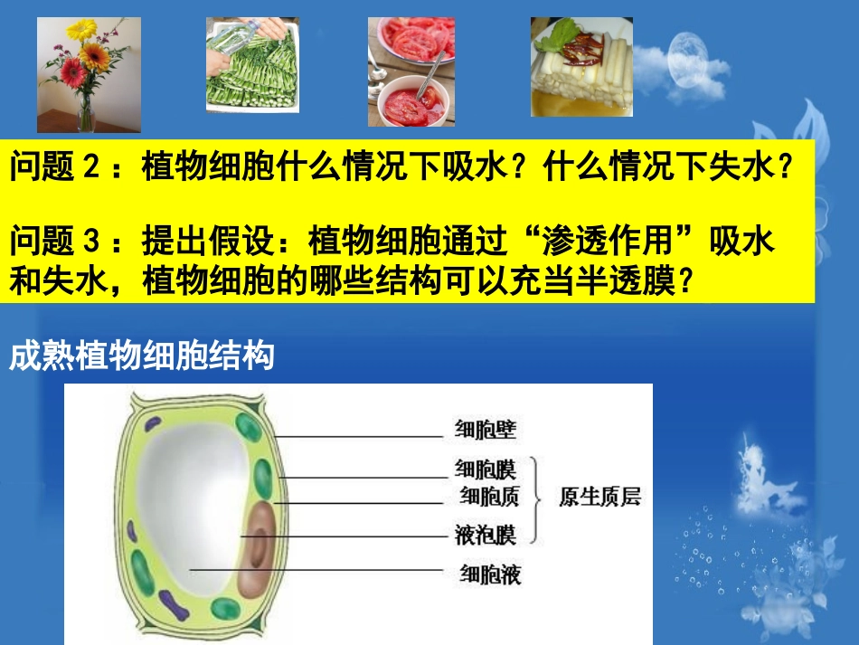 探究植物细胞的吸水和失水_第3页