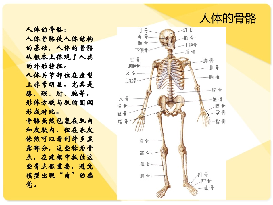 骨骼与肌肉_人体解剖生理学_第2页