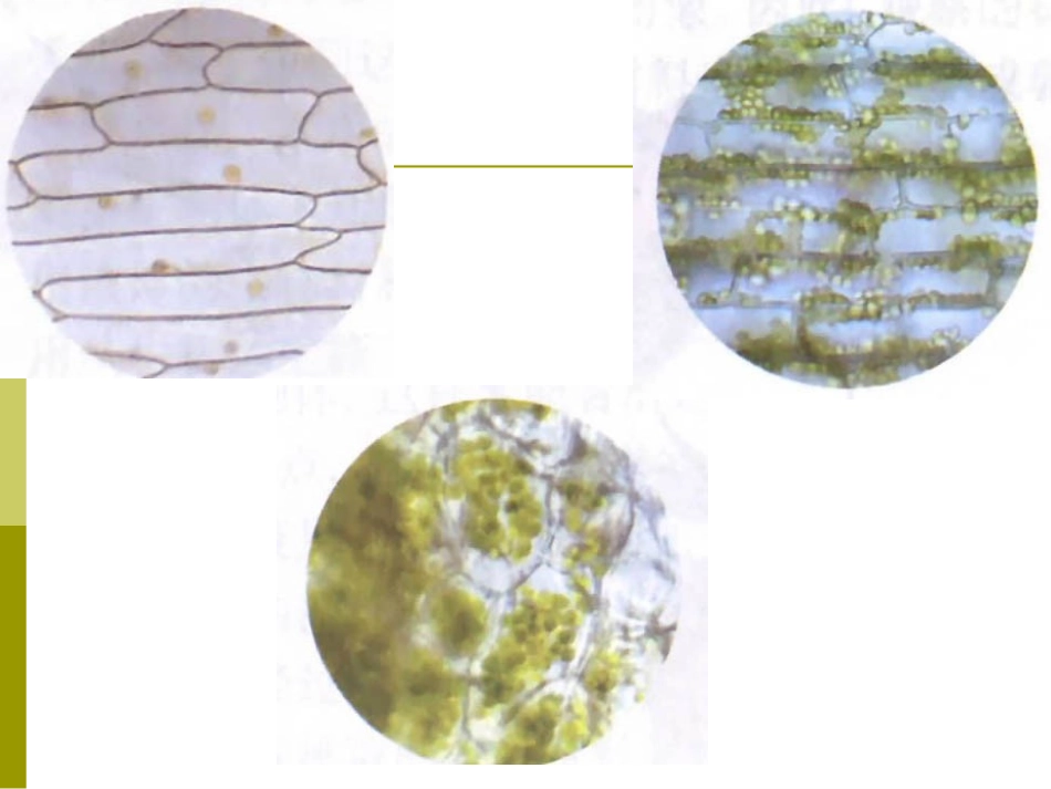 植物细胞和动物细胞的结构_第2页