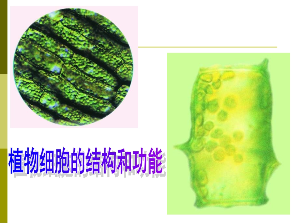 植物细胞和动物细胞的结构_第3页