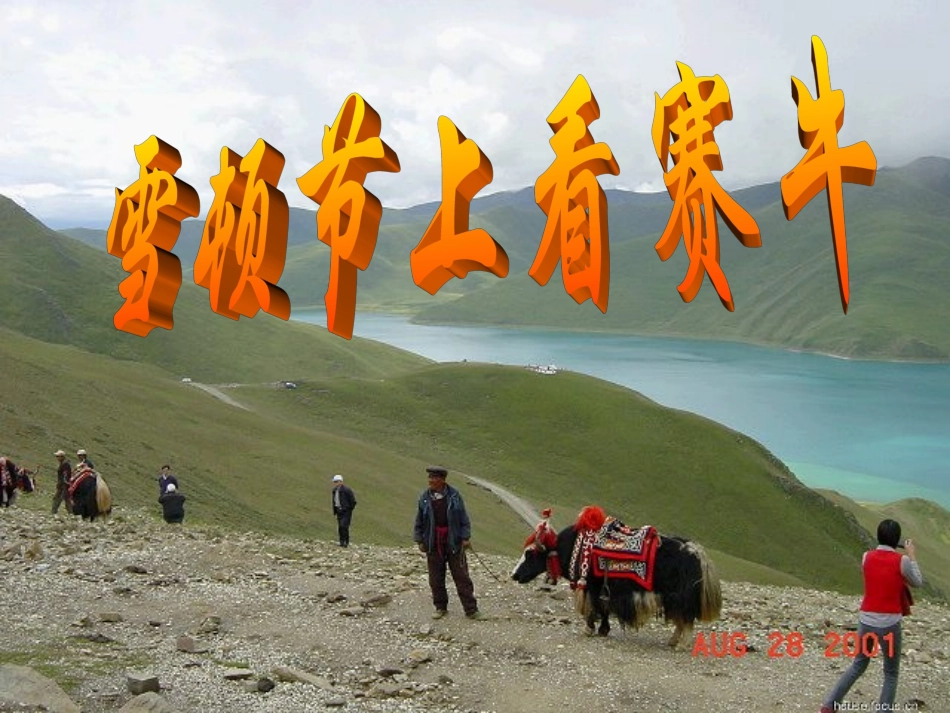 《雪顿节上看赛牛》课件_第1页