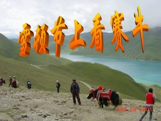 《雪顿节上看赛牛》课件
