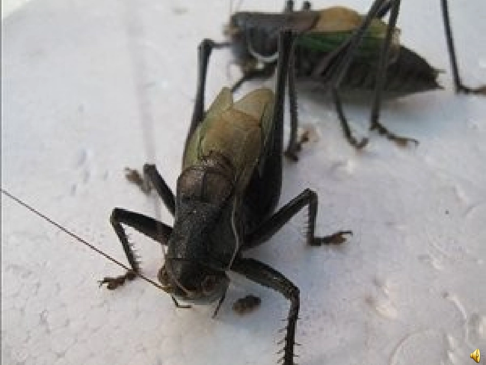 《一对蝈蝈吹牛皮》PPT课件_第1页