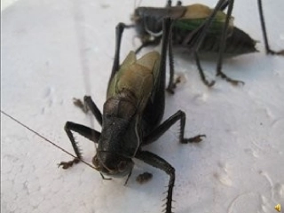 《一对蝈蝈吹牛皮》PPT课件