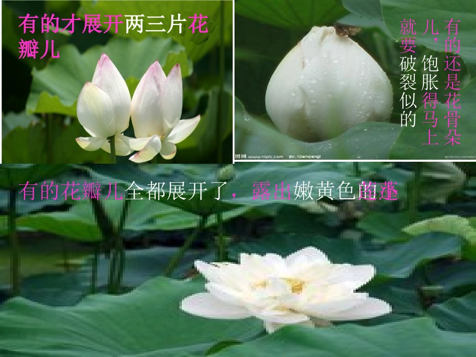 鑽疯姳璇句欢_第3页