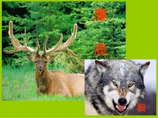 《狼和鹿》PPT课件