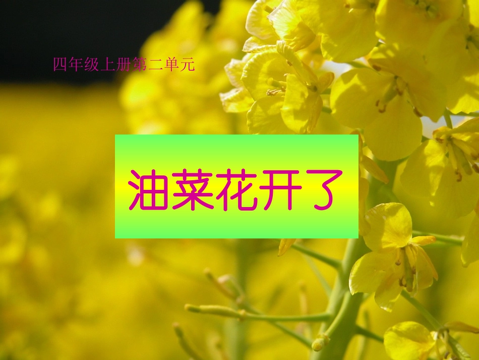 教科版小学科学四年级下册《油菜花开了》课件_第1页