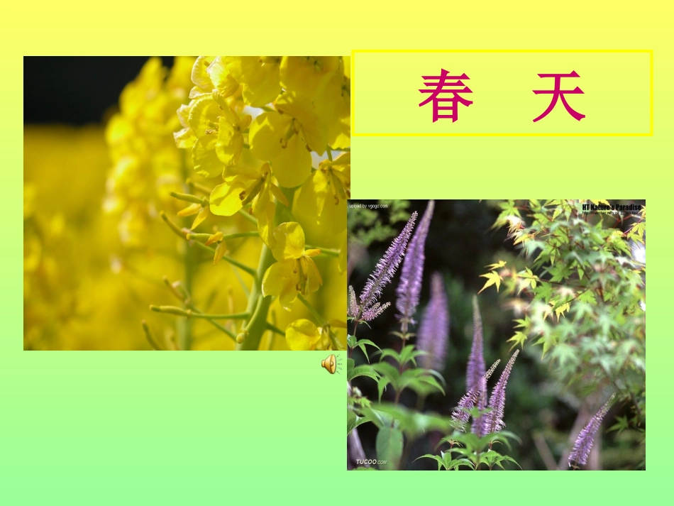 教科版小学科学四年级下册《油菜花开了》课件_第3页