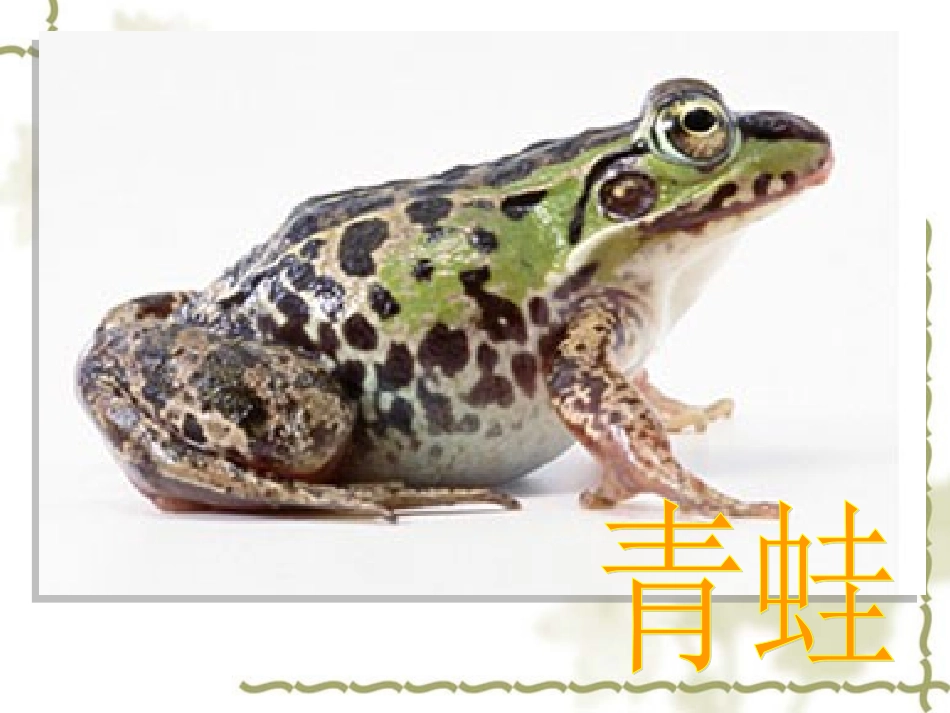 两栖动物的生殖和发育课件_第3页