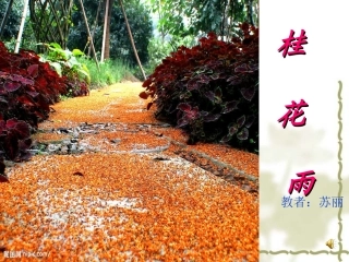（精品）《桂花雨》课件