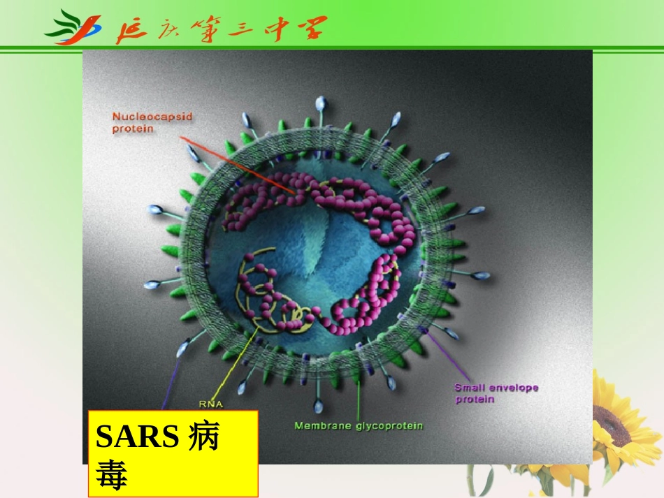 八年级下生物教案_第二节_病毒_第2页