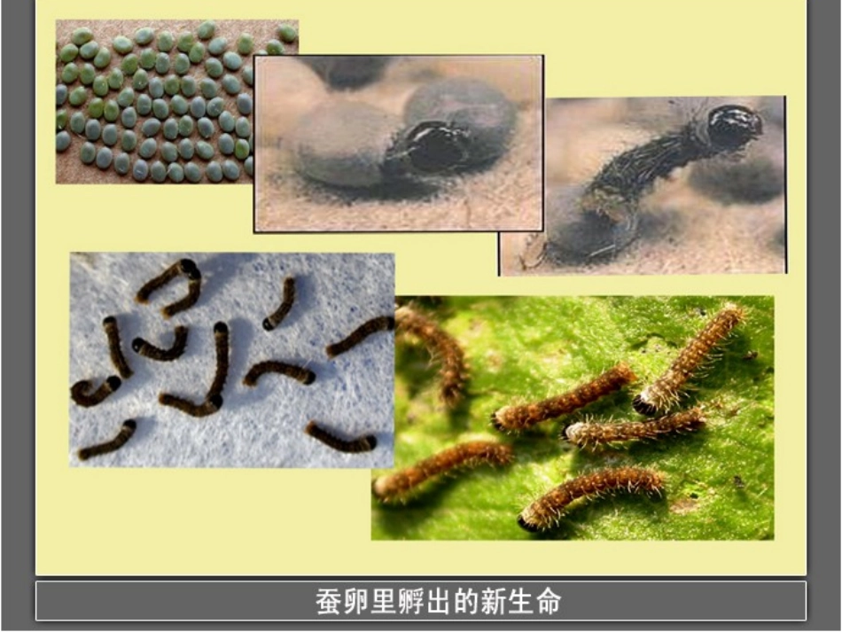 《蚕卵里孵出的新生命》_第3页