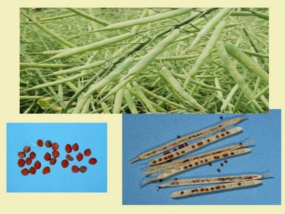 把种子撒播到远处_第2页