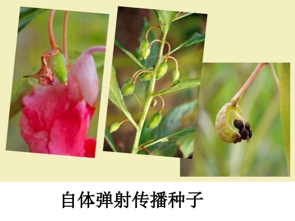 把种子撒播到远处_第3页