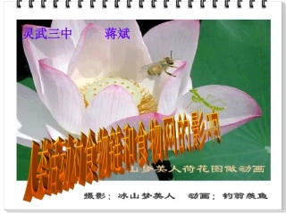 错综复杂的食物关系