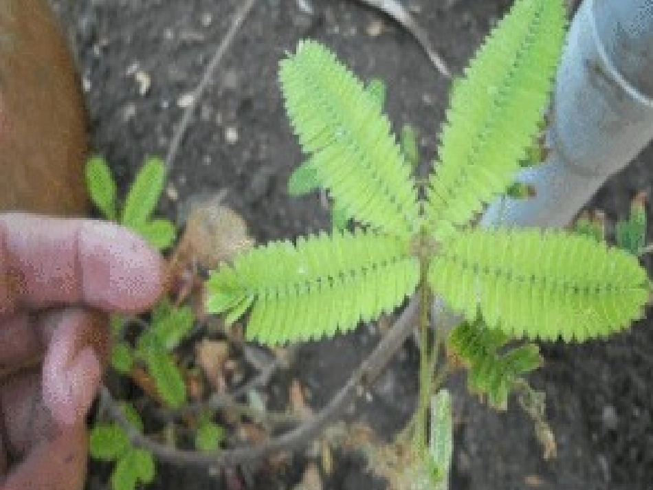 语文园地四口语交际《观察中的发现》_第1页