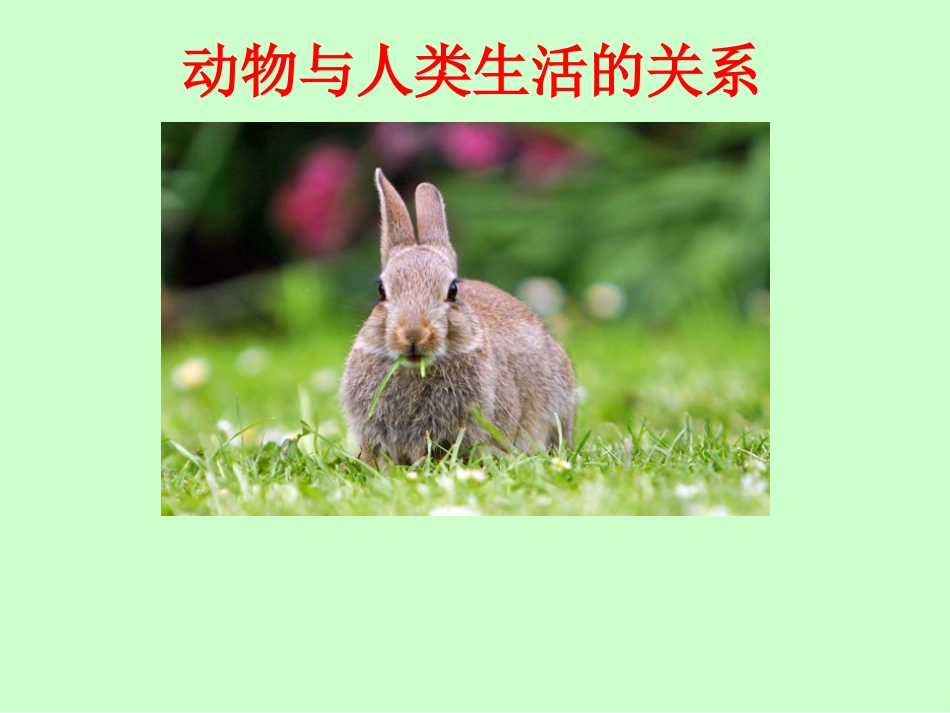 动物与人类生活的关系dps_第1页