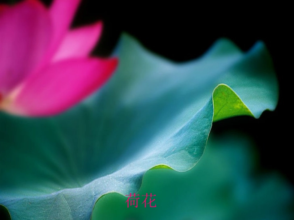 《莲叶青青》课件_第3页