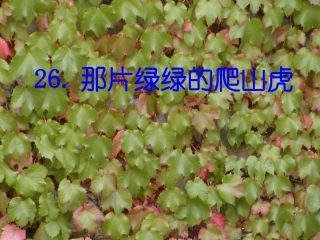 那绿绿的爬山虎
